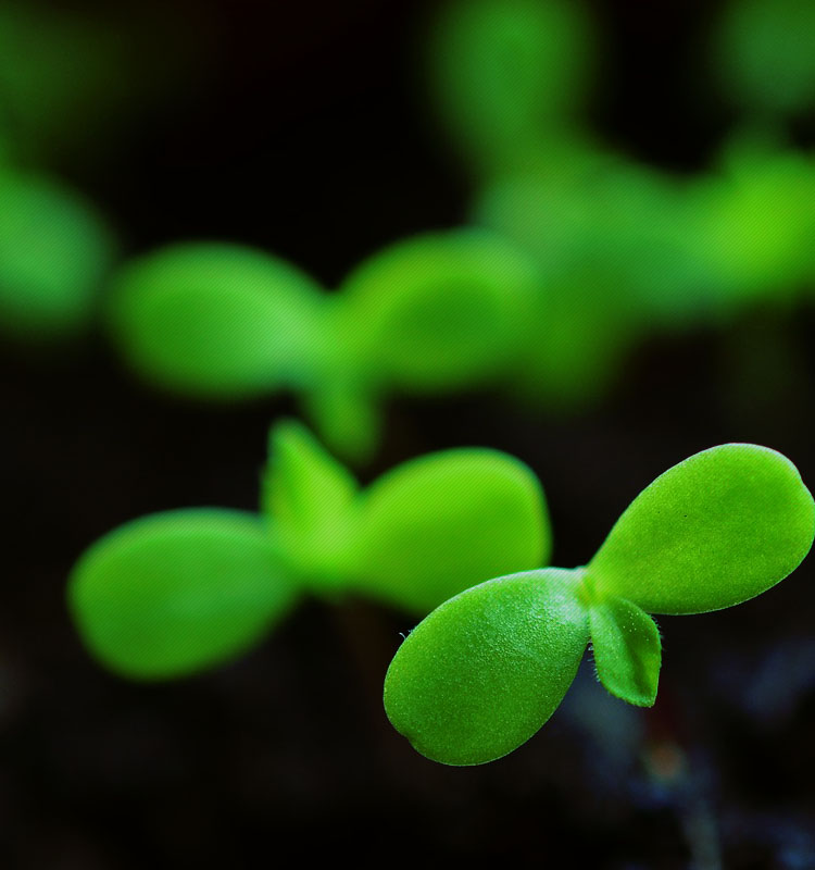 绿色农业由“菌”开始