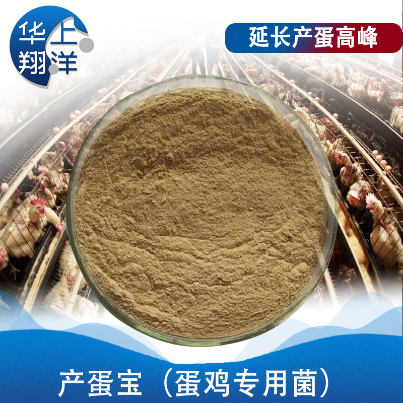 产蛋宝（蛋鸡专用菌）-Egg-producing treasure (special bacteria for laying hens)