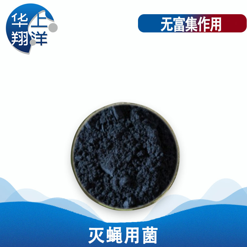 灭蝇用菌-Special fungus for killing flies